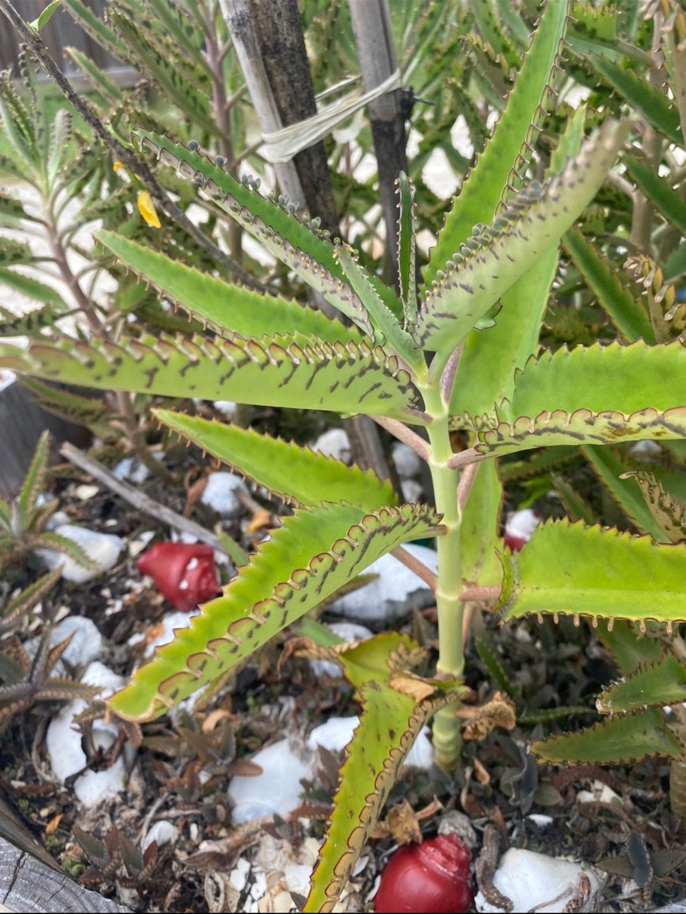 2 live plants Mother of thousands rooted grown up to 8β